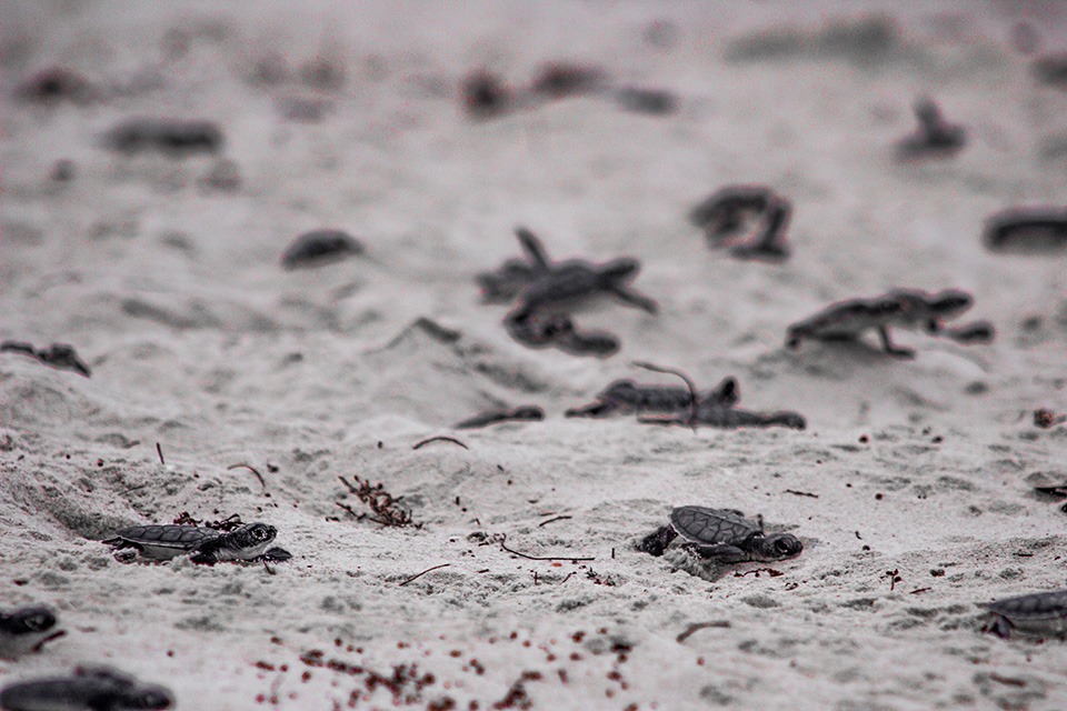 Ayuntamiento de Cozumel rescata tortugas y sus nidos tras el paso de “Zeta”