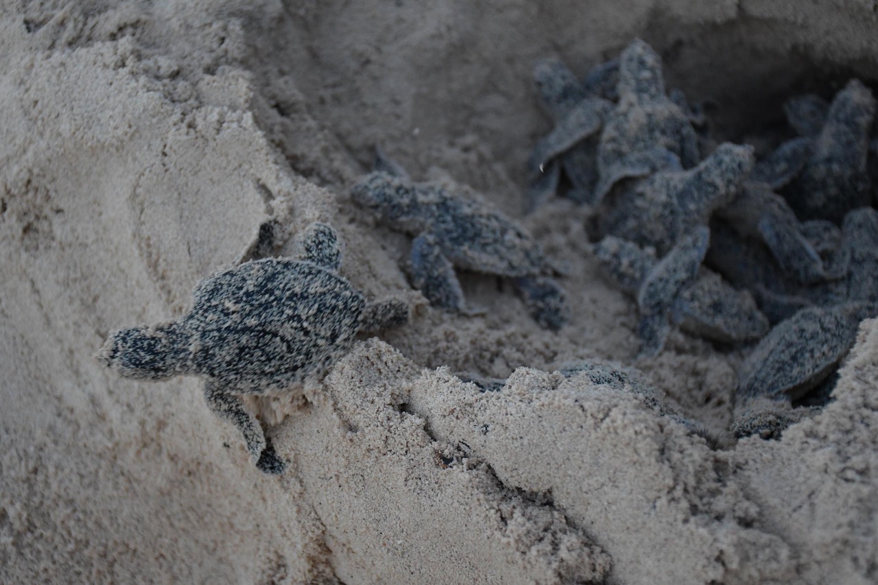 Concluye temporada de anidación de tortugas marinas en Punta Sur