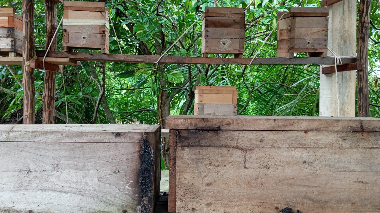Apicultores cardenenses ven perdida producción de miel tras huracanes