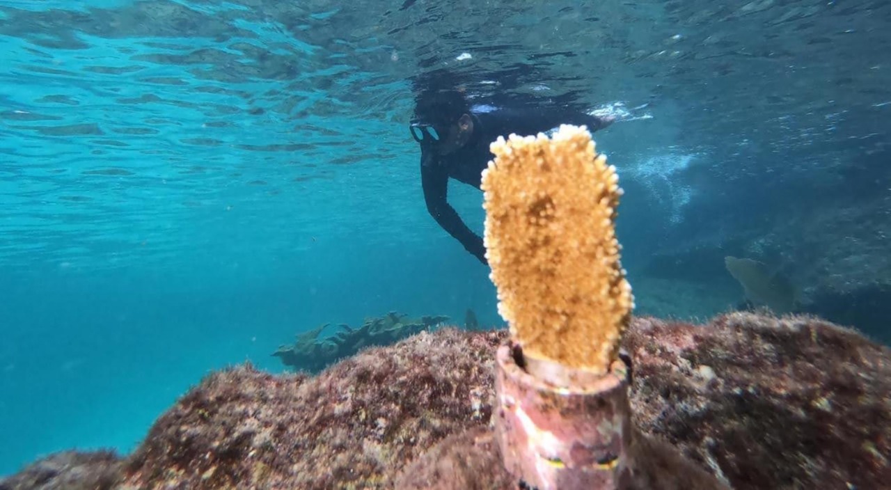 Con concurso de fotografía submarina crean conciencia sobre la conservación de océanos