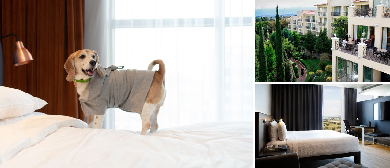 Escapadas familiares con mascotas ya son realidad en hoteles de la cadena Marriott