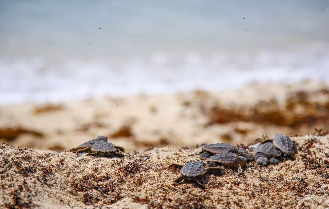 Contabilizan este año en Puerto Morelos 4,232 nidos de tortuga