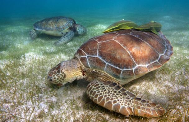 Especialista pide conocer daños de tortugas marinas para conservar ecosistemas