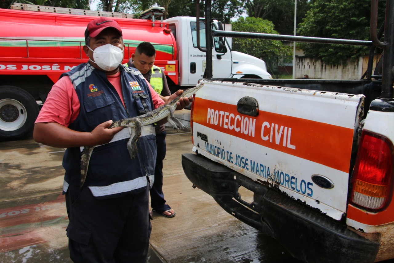 Ayuntamiento de José María Morelos rescata a lagarto y lo regresa a su hábitat