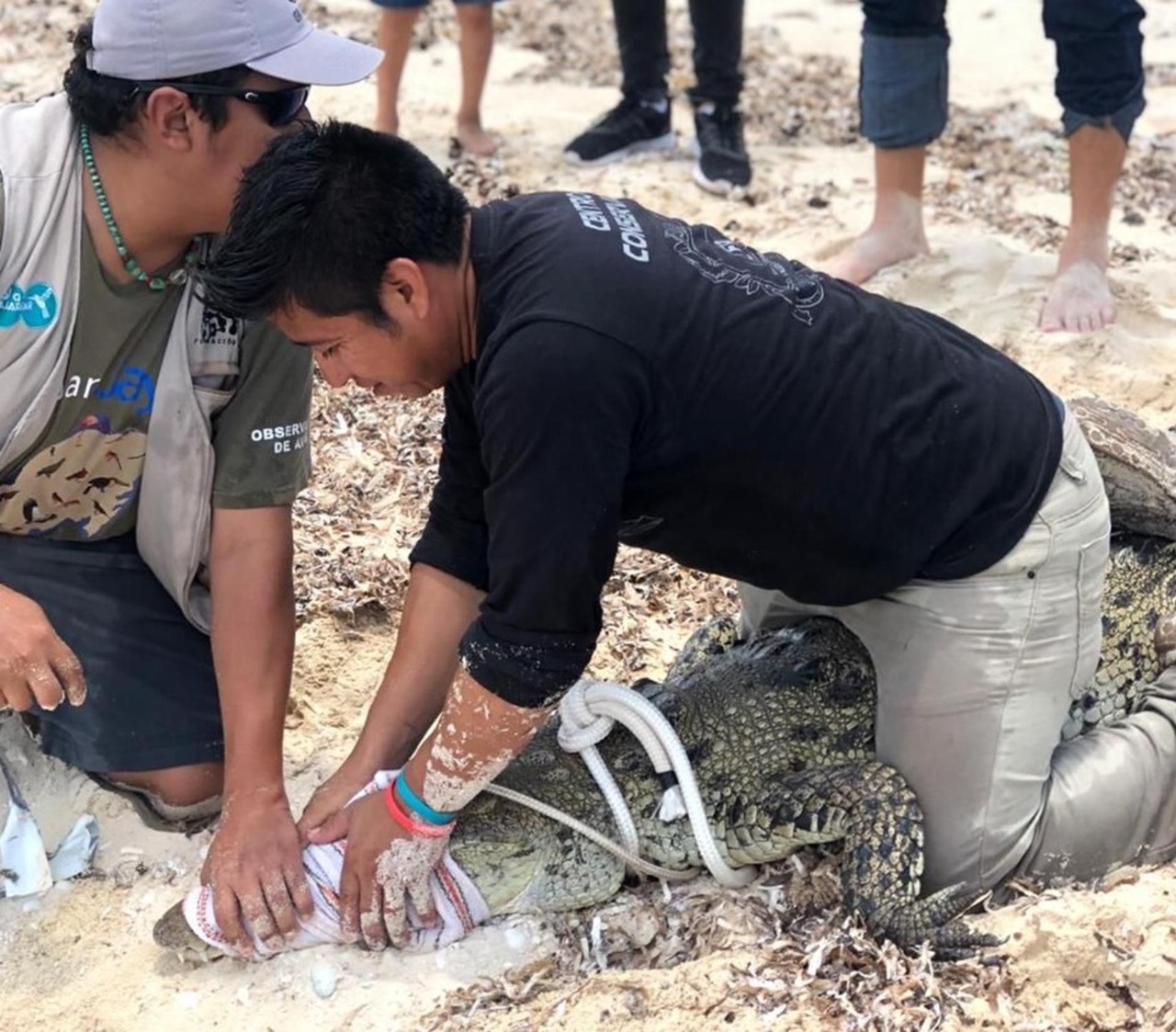 Ayuntamiento de Cozumel advierte aumento de captura de cocodrilos en playas públicas