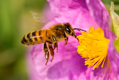 las abejas el ser más importante