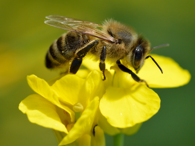 El ser más importante las abejas el ser más importante