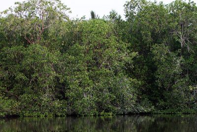 Los manglares en Quintana Roo, ayudan a prevenir mayores desastres naturales.