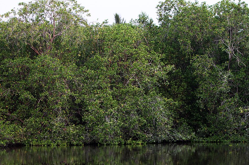 Los manglares en Quintana Roo