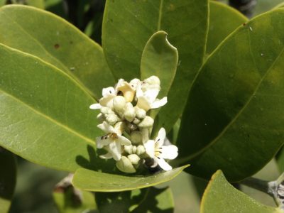 Los manglares negros, llegan a dar pequeñas flores de cuatro pétalos. 