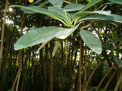 El manglar rojo se caracteriza por tener raíces que sobre salen del suelo.