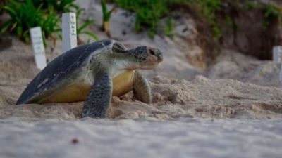 Las tortugas marinas son una de las especies más queridas de Quintana Roo.