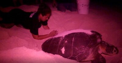 Protege gobierno municipal más de un millón de huevos de tortuga marina