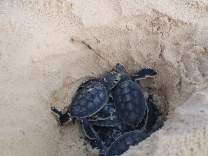 Registran nacimiento de tortugas en Cozumel