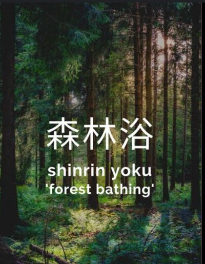 terapia japonesa baño de bosque para tu salud