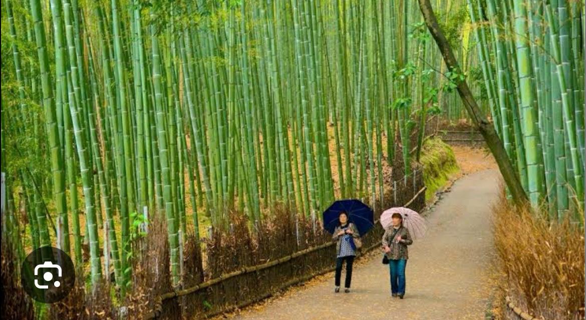 terapia japonesa baño de bosque para tu salud