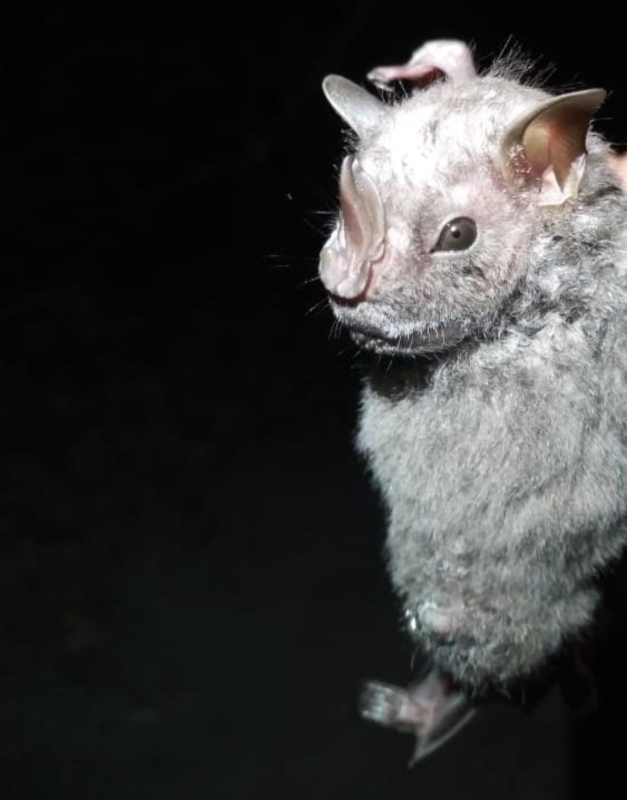Ojón Peludo, una nueva especie de murciélago