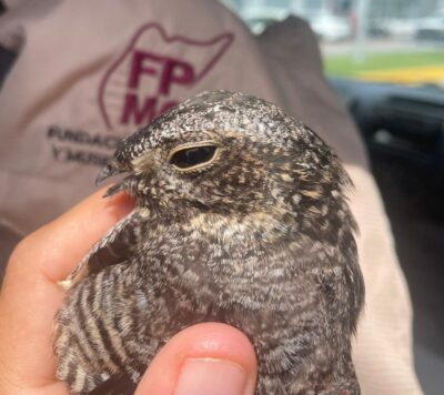 La FPMC logró rescatar y liberar a su hábitat natural, a 150 ejemplares de fauna en lo que va del 2024, que incluían aves, mamíferos, reptiles