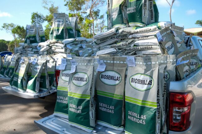 Mara Lezama entrega de 70 toneladas de semilla mejorada de maíz a casi 1,700 familias fortaleciendo la seguridad alimentaria.