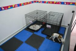 Zona de recreo para perros y gatos en nuevo centro de protección animal.