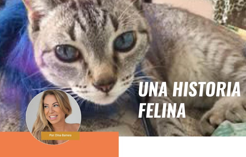Una historia felina