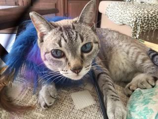 Una historia felina... Siempre, desde muy chica y aún con 3 hermanas más y un hermano muy caballeroso, pero 10 años menor que yo, siempre...