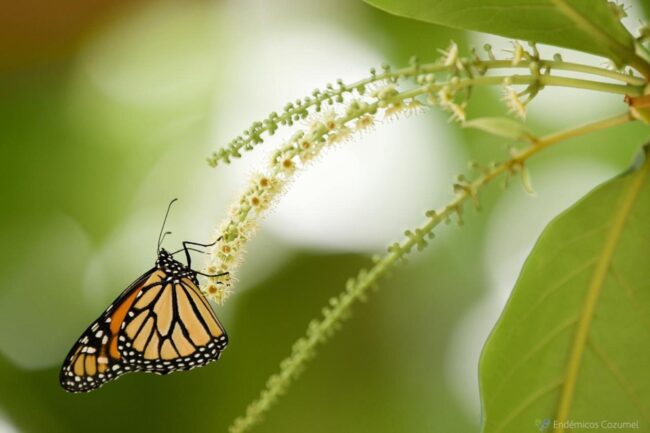 Conferencia-taller Mariposa Monarca la Ruta del Mayab FPMC
