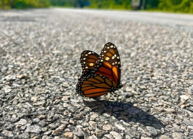 Conferencia-taller Mariposa Monarca la Ruta del Mayab FPMC