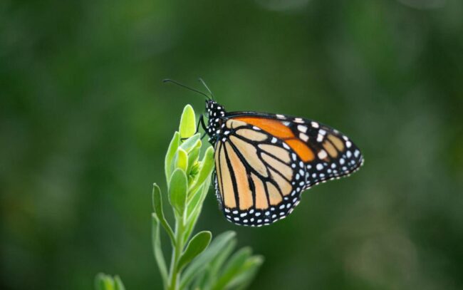 Conferencia-taller Mariposa Monarca la Ruta del Mayab FPMC