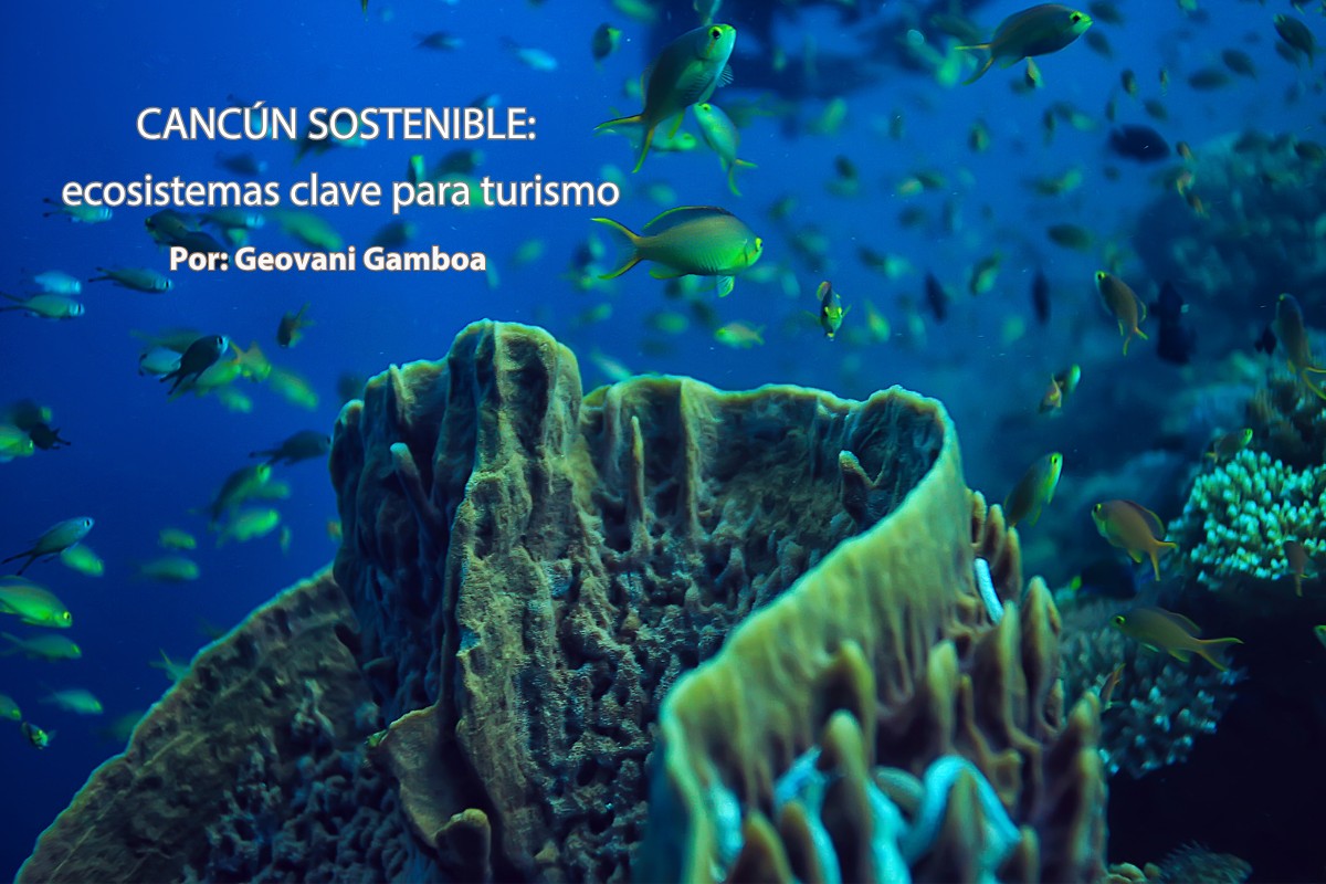 Cancún sostenible: ecosistemas clave