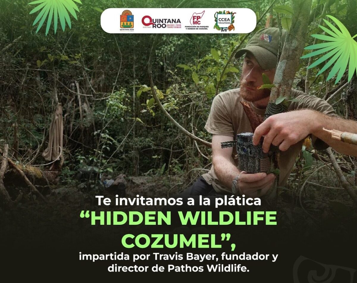 Hidden Wildlife Cozumel: descubre la fauna oculta de la isla