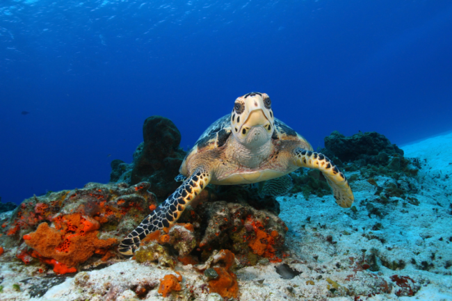 Cozumel Quintana Roo 