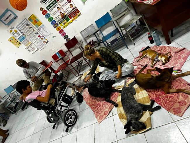 Campañas de esterilización en Chetumal atendieron a 145 perros y gatos para impulsar el bienestar animal y proteger la fauna silvestre.