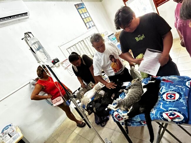 Campañas de esterilización en Chetumal atendieron a 145 perros y gatos para impulsar el bienestar animal y proteger la fauna silvestre.