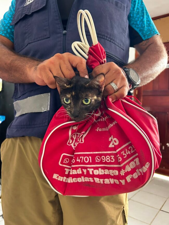 Campañas de esterilización en Chetumal atendieron a 145 perros y gatos para impulsar el bienestar animal y proteger la fauna silvestre.