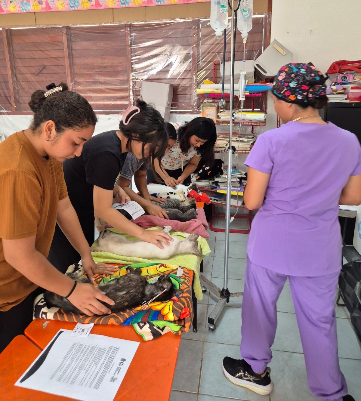 Campañas de esterilización en Chetumal: 145 mascotas atendidas