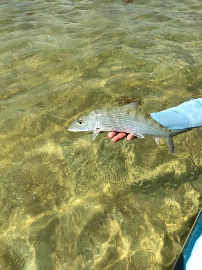 IBANQROO Pesca sustentable en Xcalak durante The Mayan Permit 2026: 136 ejemplares fueron capturados y liberados en favor de la conservación.