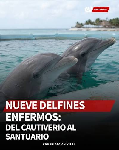 Denuncia en redes sociales sobre 9 delfines, quieren Fin al cautiverio en México. 