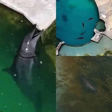 Denuncia en redes sociales sobre 9 delfines, quieren Fin al cautiverio en México. Indignación en Cancún, dónde está PROFEPA