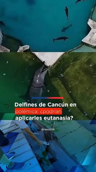 La sociedad abre el debate sobre aplicar eutanasia a los delfines